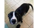 Adopt Pearla a Black American Pit Bull Terrier / Mixed Breed (Medium) / Mixed