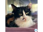 Adopt Miss May a Calico or Dilute Calico Domestic Shorthair (short coat) cat in