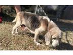 Adopt Suzanne a Merle Beagle / Mixed (short coat) dog in Staley, NC (40341819)