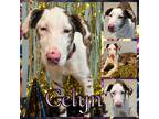 Adopt Celyn a Merle Catahoula Leopard Dog / Mixed dog in Hatfield, PA (40341184)