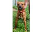 Adopt Rusty a Red/Golden/Orange/Chestnut Vizsla / Mixed dog in South Park