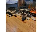 Adopt Joe a Brown/Chocolate - with Tan German Shepherd Dog / Mixed dog in