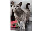 Adopt Fiskardo a Korat / Mixed (short coat) cat in Fort Lupton, CO (39629965)