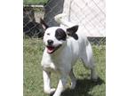 Adopt Rambo a White - with Black American Pit Bull Terrier dog in Norristown