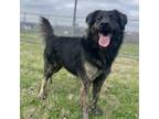 Adopt Casey a German Shepherd Dog / Mixed dog in Denton, TX (40340294)