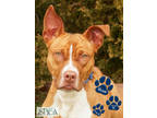 Adopt Bloom a Brindle American Pit Bull Terrier / Mixed Breed (Medium) / Mixed