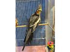Adopt Waldo a Cockatiel bird in Paramus, NJ (40339209)