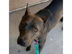 Adopt Paris a Brown/Chocolate - with Black Belgian Malinois / Akita / Mixed dog