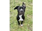Adopt Julian a Black Mastiff / Mixed Breed (Medium) / Mixed (short coat) dog in
