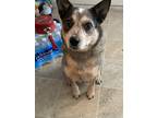 Adopt Ruby a Red/Golden/Orange/Chestnut - with Black Australian Cattle Dog /