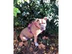 Adopt Roxy a Brown/Chocolate American Staffordshire Terrier / Mixed Breed