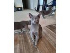 Adopt Gunner a Gray or Blue American Shorthair (short coat) cat in Lakeland