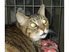 Adopt Nancy a Brown Tabby American Shorthair / Mixed (short coat) cat in Naples