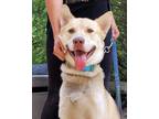 Adopt Zeus a Tan/Yellow/Fawn - with White German Shepherd Dog / Husky / Mixed