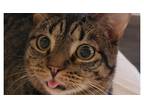 Adopt PK ~ Porch Kitty a Brown Tabby Domestic Shorthair (short coat) cat in