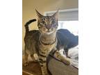 Adopt Durian a Gray or Blue Domestic Mediumhair / Mixed Breed (Medium) / Mixed