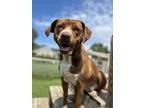 Adopt Percy a White Pointer / Labrador Retriever / Mixed (short coat) dog in St.