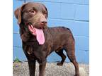 Adopt Binx a Brown/Chocolate Chesapeake Bay Retriever / Mixed Breed (Medium) /