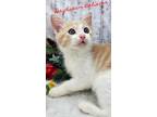 Adopt Daydream Believer (on hold) a Tan or Fawn Tabby Domestic Shorthair (short