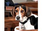 Adopt Howie a Tricolor (Tan/Brown & Black & White) Beagle / Mixed dog in