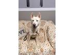 Adopt Snow White a White Siberian Husky / Mixed dog in Loogootee, IN (40332470)