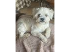 Adopt Monica a White Mixed Breed (Small) / Mixed dog in Fort Atkinson