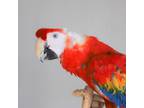 Adopt Natasha a Macaw bird in Elizabeth, CO (38708514)