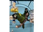 Adopt George & Max a Macaw bird in Edgerton, WI (39910573)