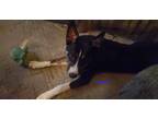 Adopt Bandito a Black - with White Husky / American Pit Bull Terrier / Mixed dog