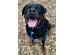 Adopt Hugo a Black - with Brown, Red, Golden, Orange or Chestnut Rottweiler /