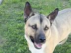 Adopt Kai a Tan/Yellow/Fawn Mixed Breed (Small) / Mixed Breed (Medium) / Mixed