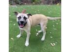 Adopt Dexter a Tan/Yellow/Fawn - with Black Anatolian Shepherd / American