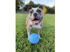 Adopt Tater a Brindle - with White American Pit Bull Terrier / Mixed dog in