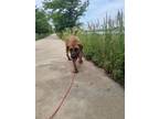 Adopt Shasha a Tan/Yellow/Fawn - with Black Black Mouth Cur / Rhodesian
