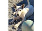 Adopt Zazu a White Shepherd (Unknown Type) / Collie / Mixed dog in Las Vegas