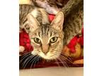 Adopt Juna a Brown Tabby Domestic Shorthair / Mixed Breed (Medium) / Mixed