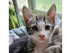 Adopt Jean a Gray or Blue Domestic Shorthair / Mixed Breed (Medium) / Mixed