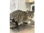 Adopt Hank a Brown Tabby Domestic Shorthair / Mixed Breed (Medium) / Mixed