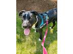 Adopt Moose a Black - with White Border Collie / Terrier (Unknown Type
