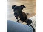 Adopt Rocky a Black - with White American Pit Bull Terrier / Mixed dog in