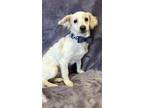 Adopt Lance a White Maltipoo / Mixed dog in Lodi, CA (40322798)