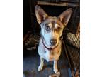 Adopt Jessye Storm a Merle Australian Shepherd / Welsh Corgi / Mixed dog in