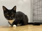Adopt Onyx a Domestic Shorthair / Mixed (short coat) cat in Portland