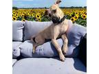 Adopt Reagan a Tan/Yellow/Fawn - with Black Black Mouth Cur / Mixed dog in
