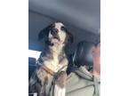 Adopt Bodie a Catahoula Leopard Dog / Cattle Dog / Mixed dog in Thorndale
