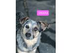 Adopt OHANA a Tricolor (Tan/Brown & Black & White) Blue Heeler / Mixed Breed