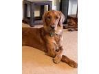 Adopt Rio a Red/Golden/Orange/Chestnut Golden Retriever / Mixed dog in Nevada