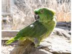 Adopt Jade a Amazon bird in Elizabeth, CO (38757769)