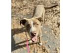 Adopt Twinkle a Brindle Australian Shepherd / Mountain Cur / Mixed dog in