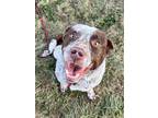 Adopt 83462 Geneva a Brown/Chocolate Australian Cattle Dog / Mixed Breed